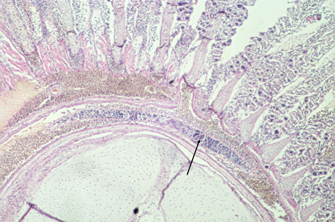 Sanguinicola sp.