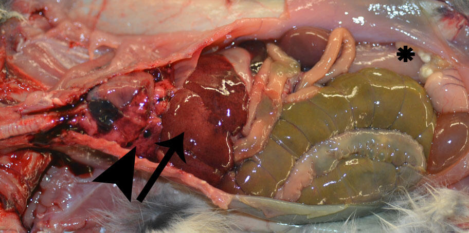 Photograph from a desert cottontail showing lungs, liver, and caudal abdomen.