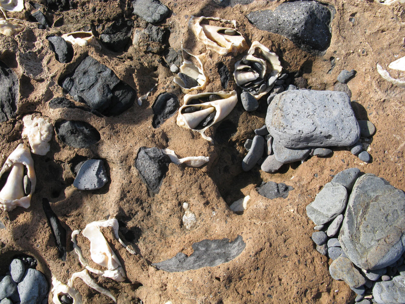 Fossil shells, Canary Islands, Spain