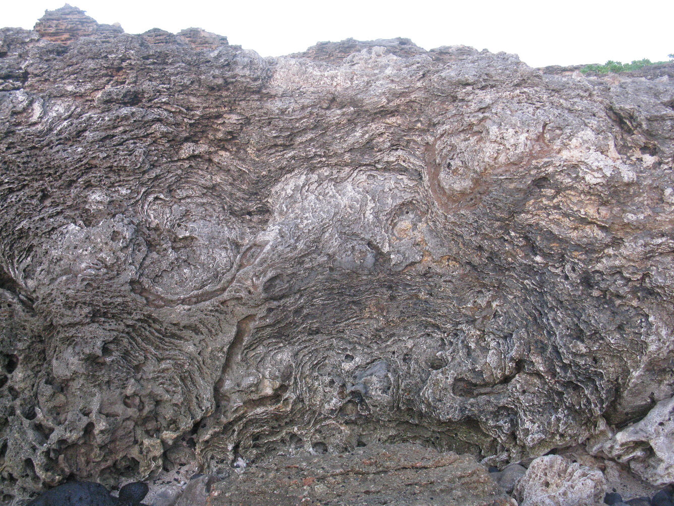 Photo of coral/algal heads in reef, Oahu, Hawaii
