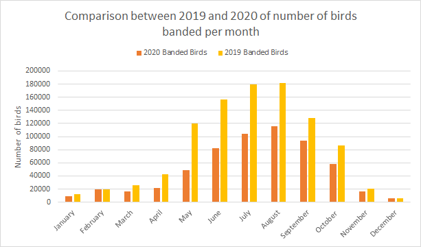 Birds banded, recaptured, and encountered per month for 2020 and 2019