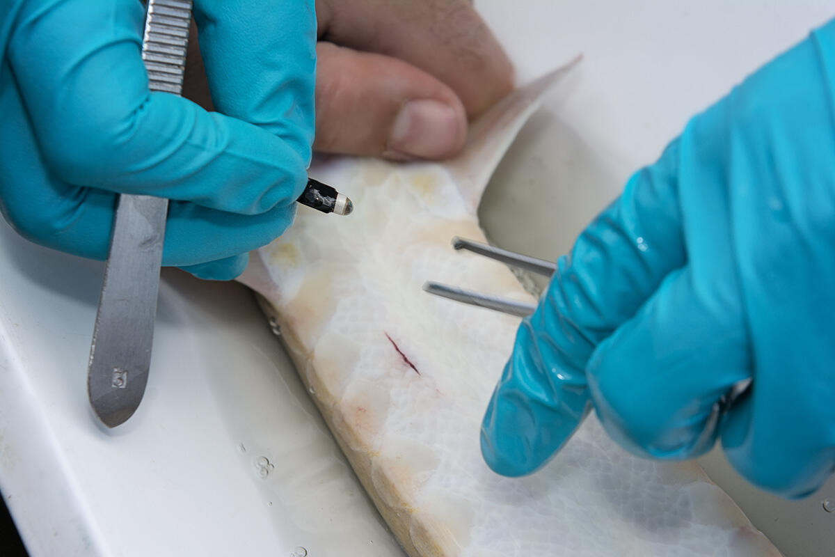 Telemetry transmitter being implanted into a sturgeon fish.