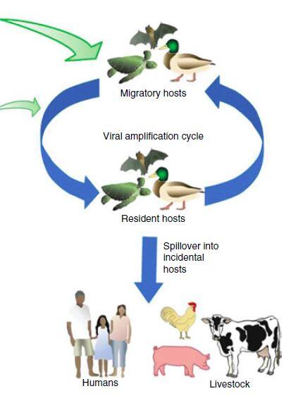 Interface risk diagram