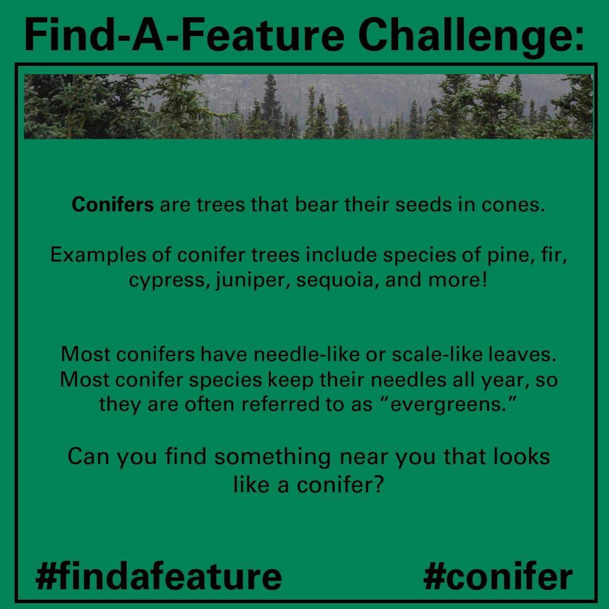This image shows a conifer forest and text about conifer trees.