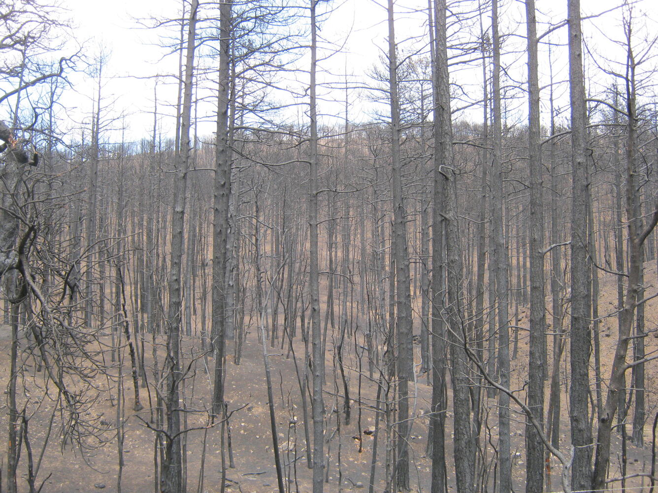 Burned forest near Bonito Lake after Little Bear Fire in June 2012