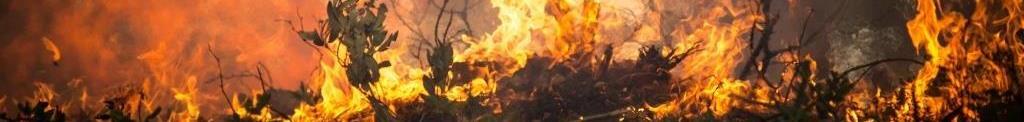 Close up of wildfire in Oregon, burning trees, shrubs, debris