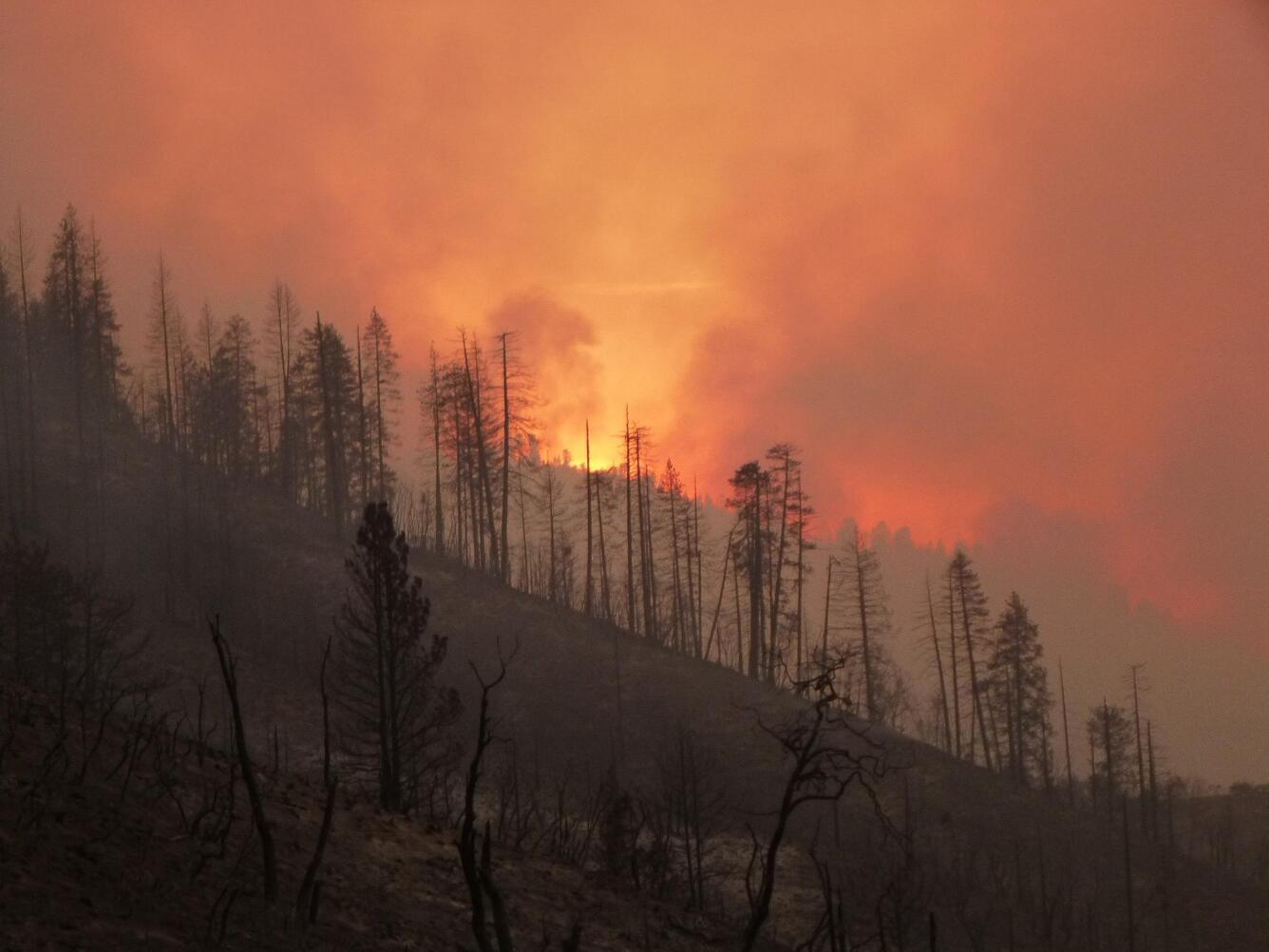 Wildlife in the distance behind burned forests in California