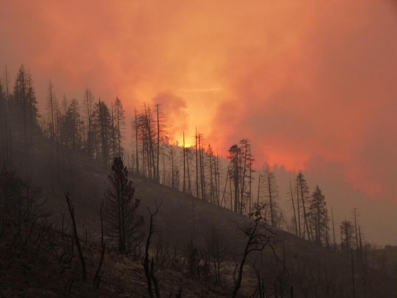 Forest in flames. Smoke billowing