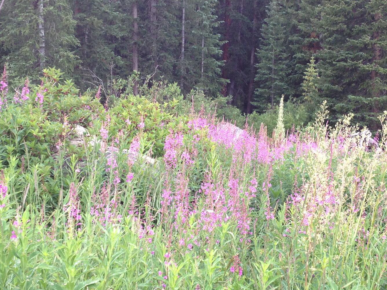 Fireweed flowers, taken in Fulford, Colorado.