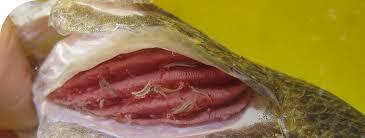 Fish Disease