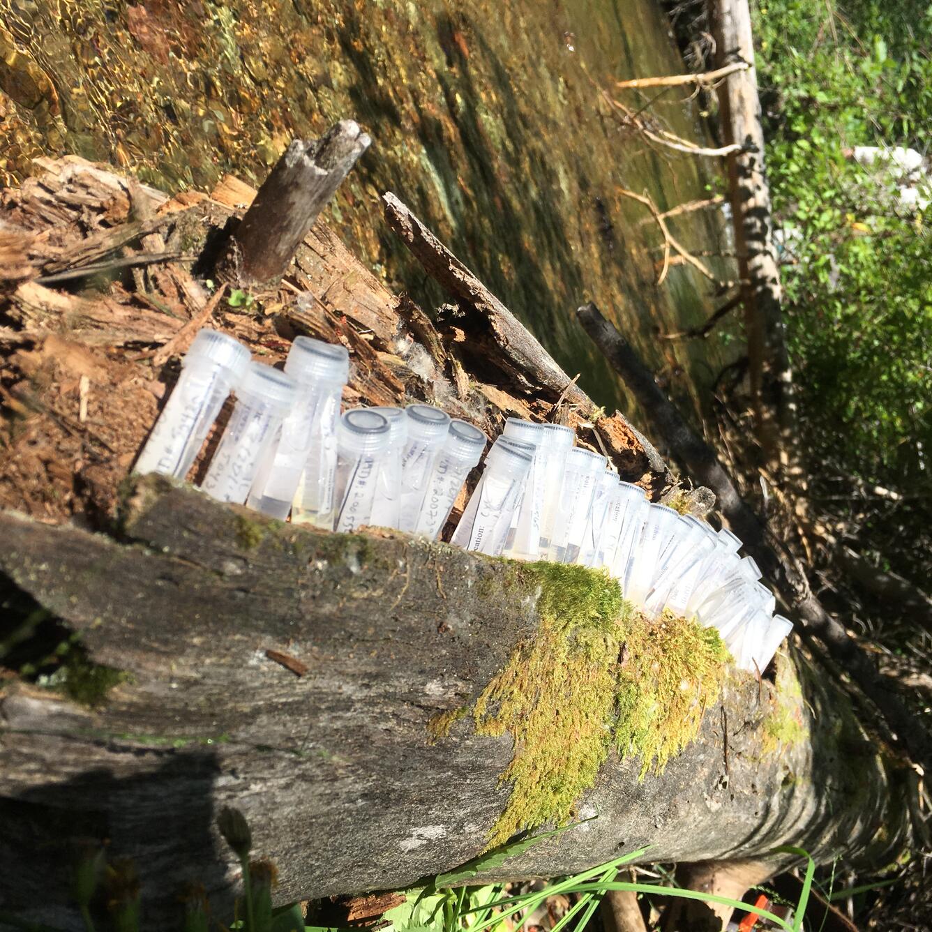 Genetic samples collected from fish in Glacier National Park