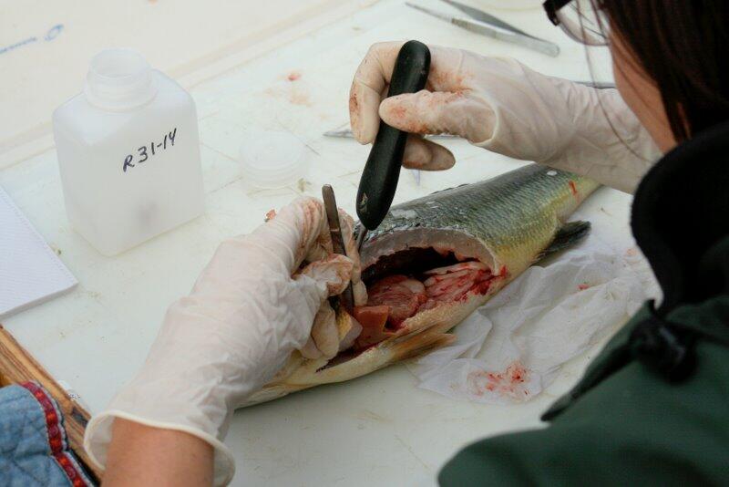 Field necropsy of a largemouth bass.