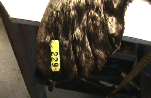 Sea otter examination with tags