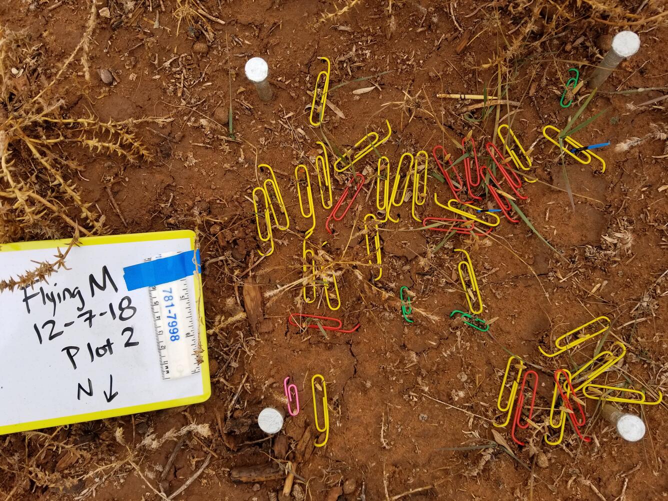 Plot showing paperclips marking seedlings