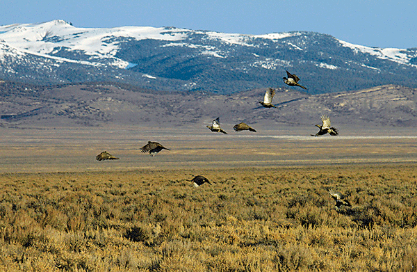 A flock of sage grouse fly above the sage steppe.