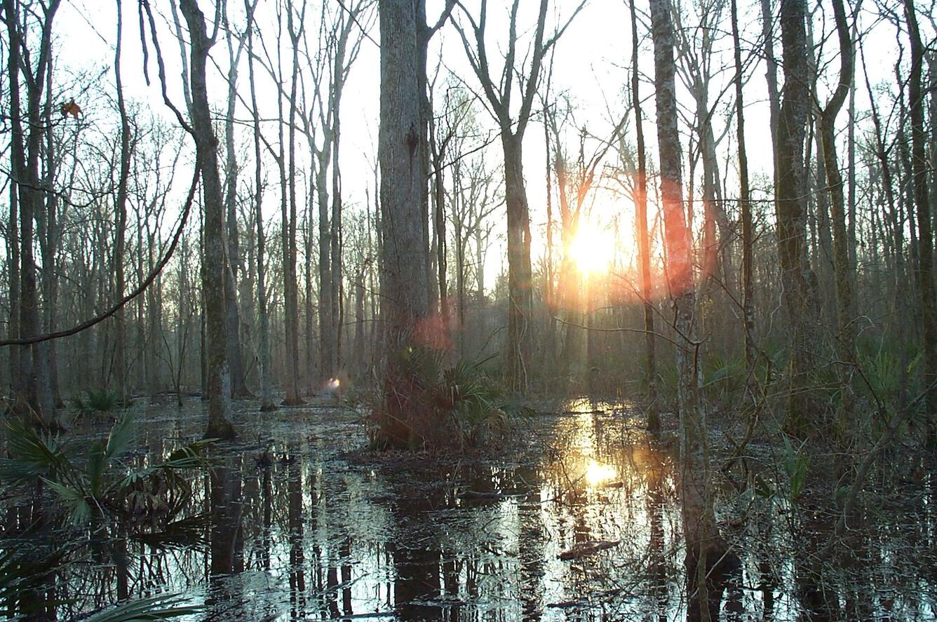 Assessments of changes in forest structure, rates of canopy gap closure, and survival of shade-intolerant tree species
