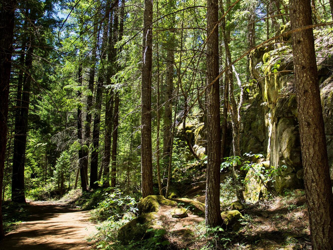 Forest in Oregon