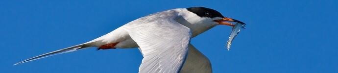 Forster's tern catches fish