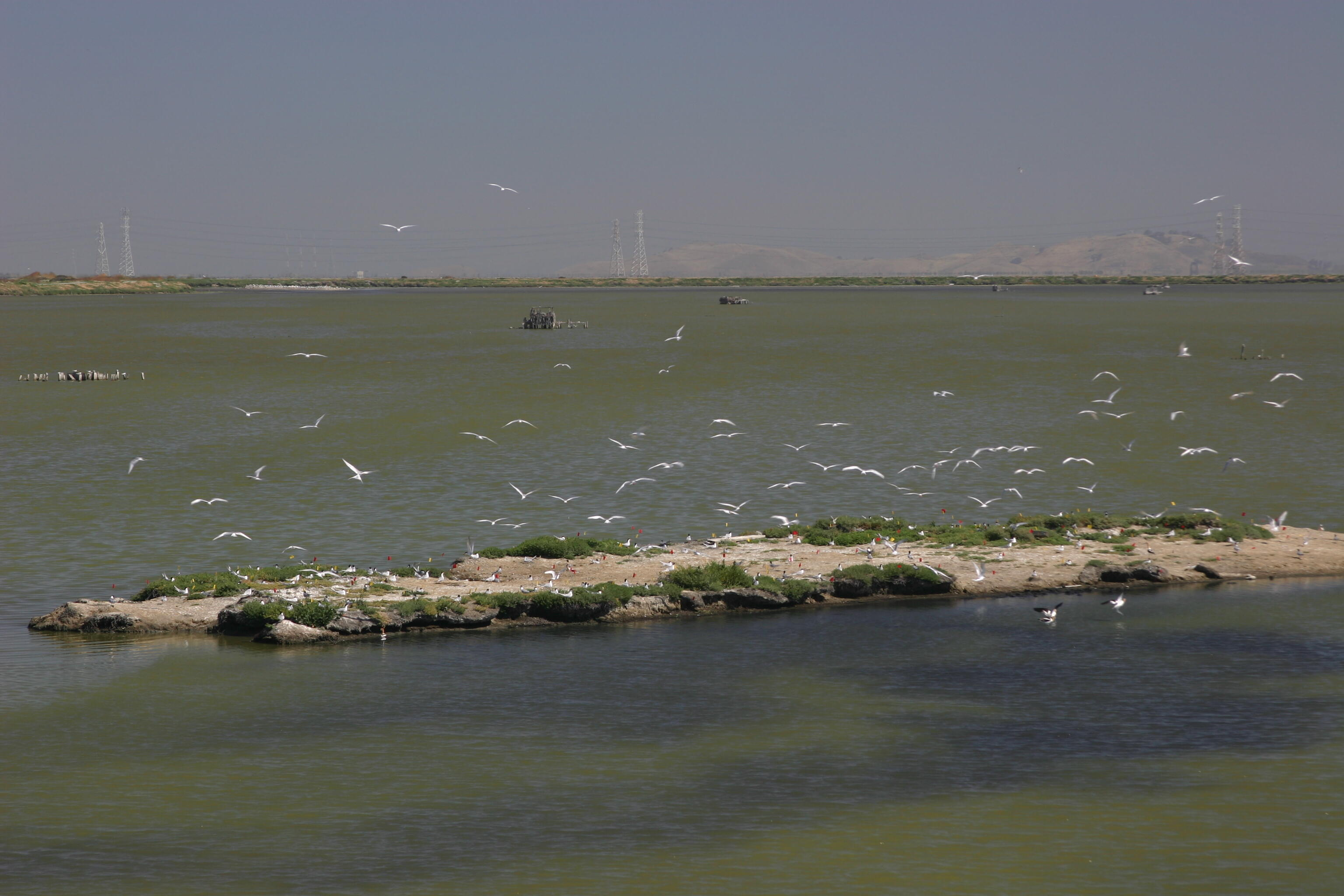 Forster's Tern in Bay WERC