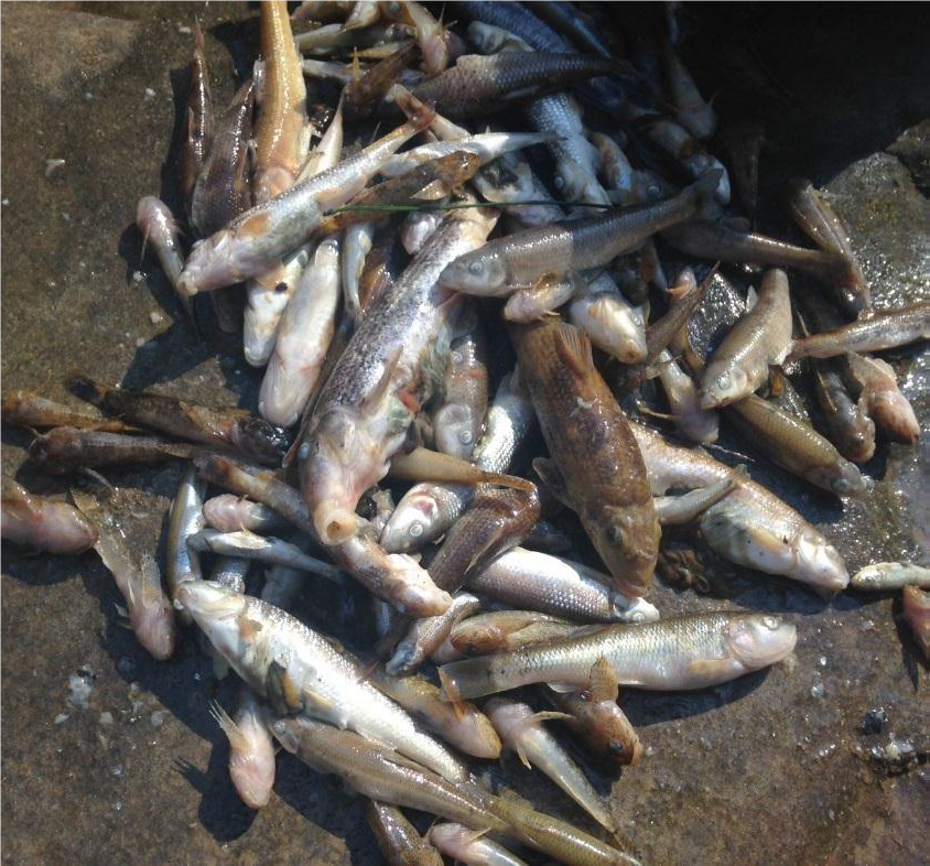 Recovered dead fish from Flat Creek following a chemical spill, March 2018