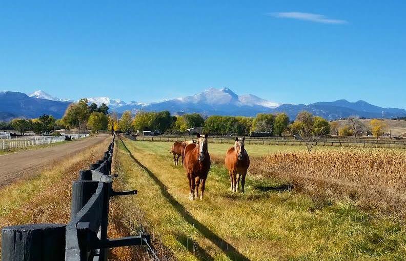 Horses running along a fence on the front range of Colorado.