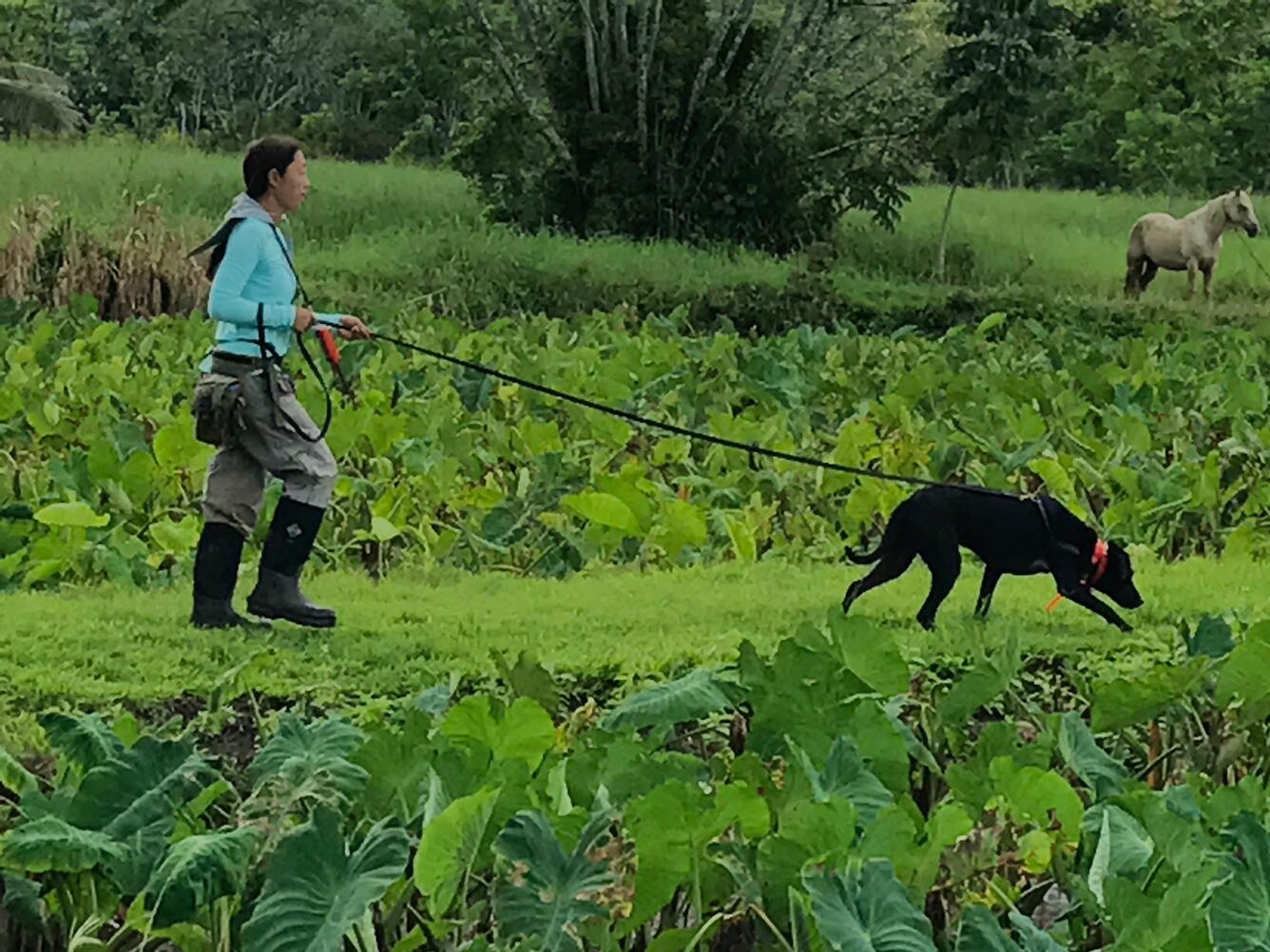 Trained scent-detection dog and dog trainer at work in a taro field at Hanalei National Wildlife Refuge