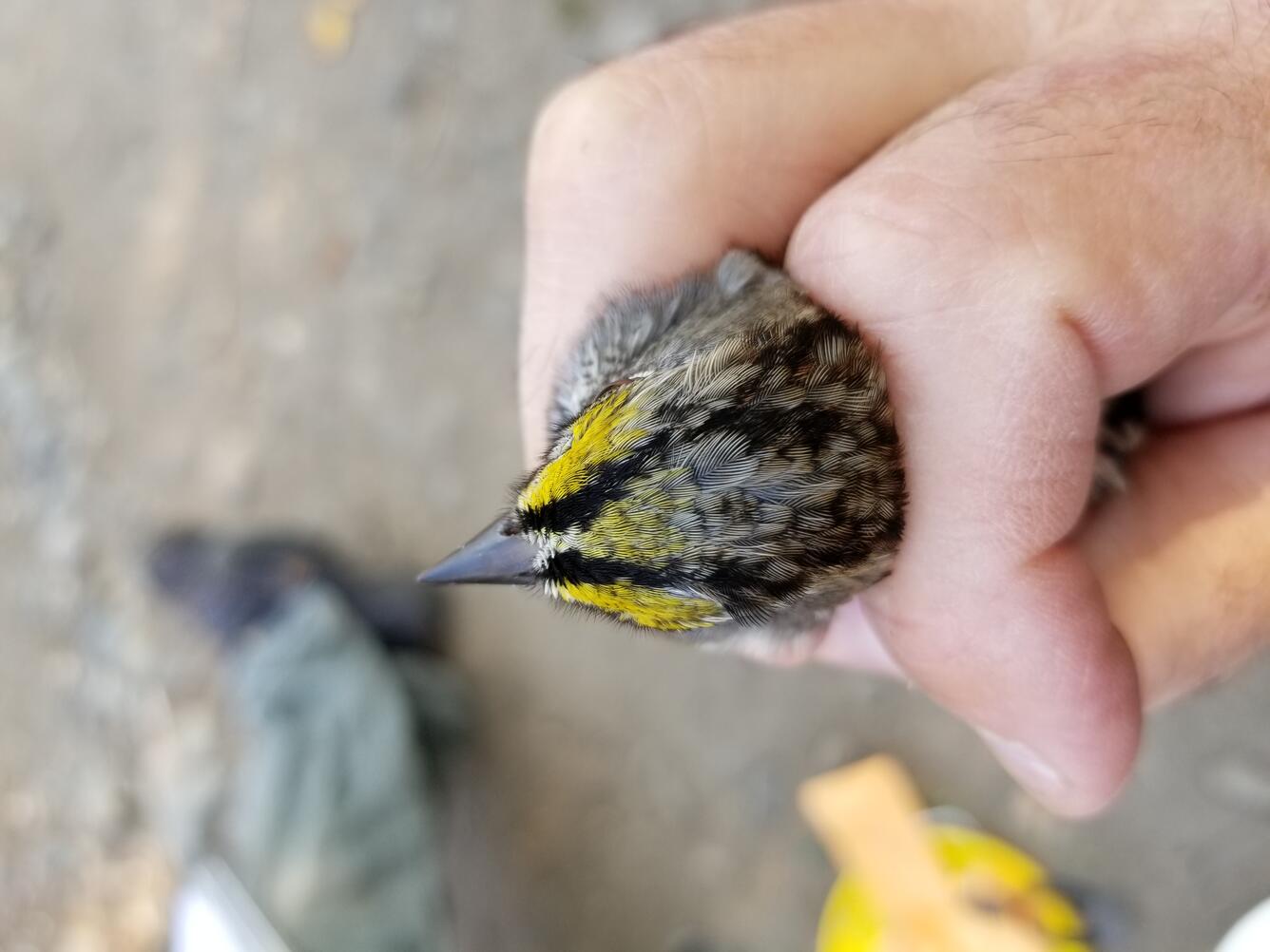 A top view of the head to show the unique characteristics of this hybrid