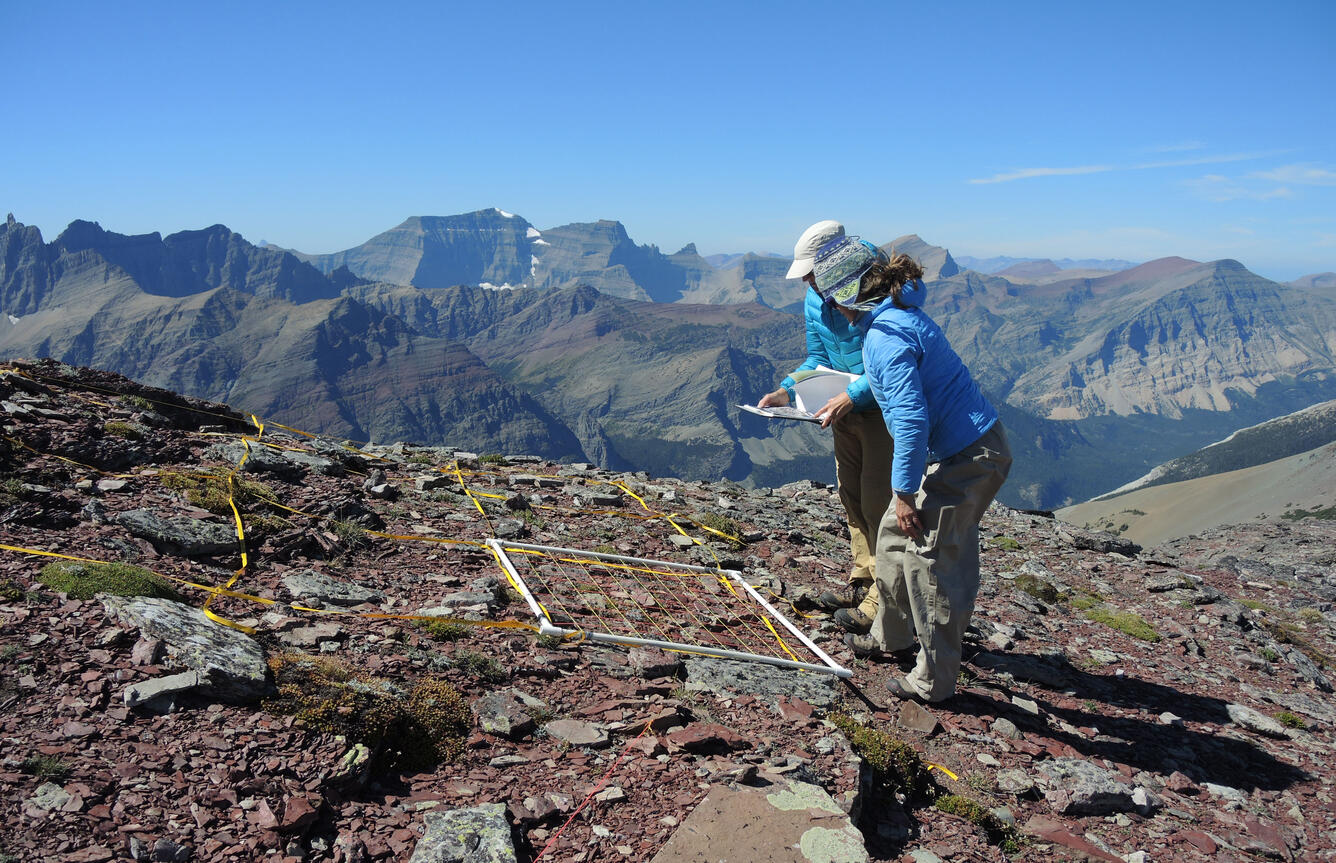 Vegetation plot on Seward Mountain