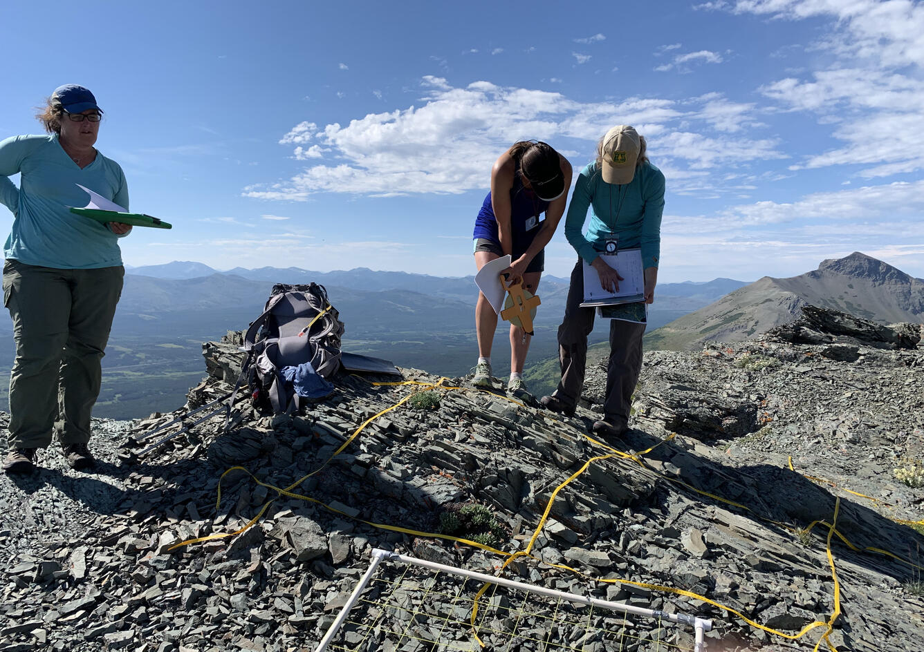 Alpine plant survey