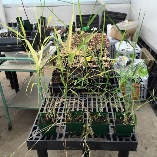 Gene silencing in phragmites plants