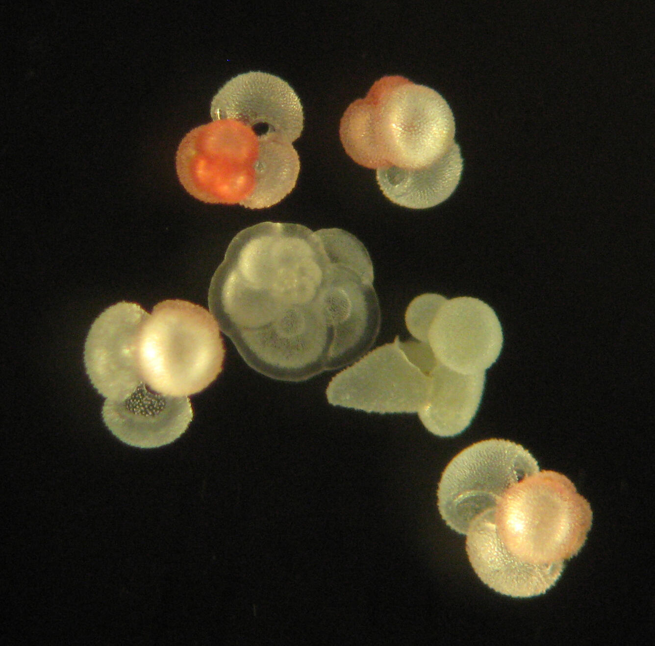 Photo of planktic foraminifers from the Gulf of Mexico sediment trap seen through the microscope