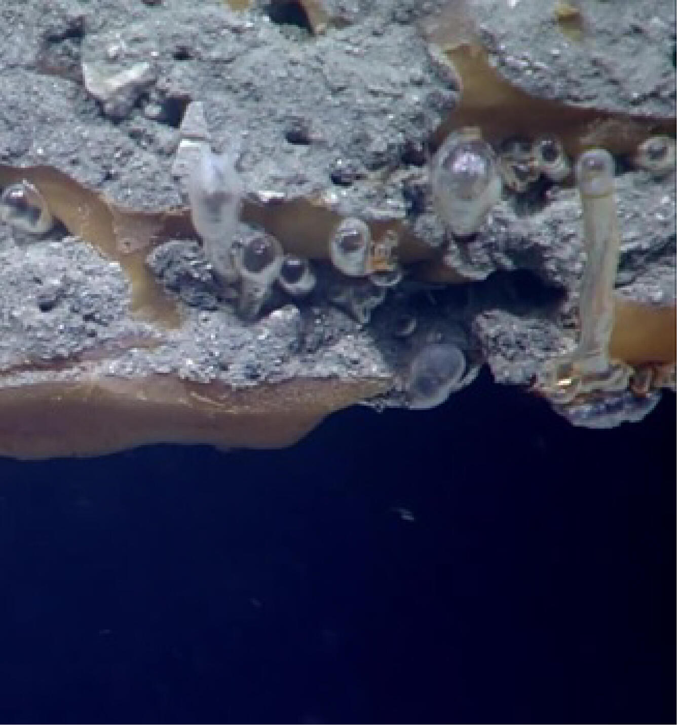 Photograph of gas hydrates and gas bubbles near the seafloor