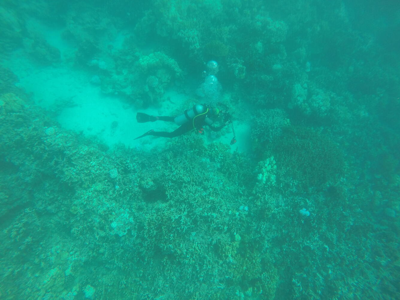 Scuba diver photographs coral at Honaunau bay, Big Island, Hawaii
