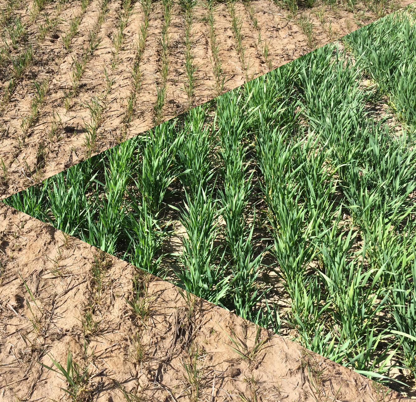 Gady Plots - Biochar Study - ARS_USDA