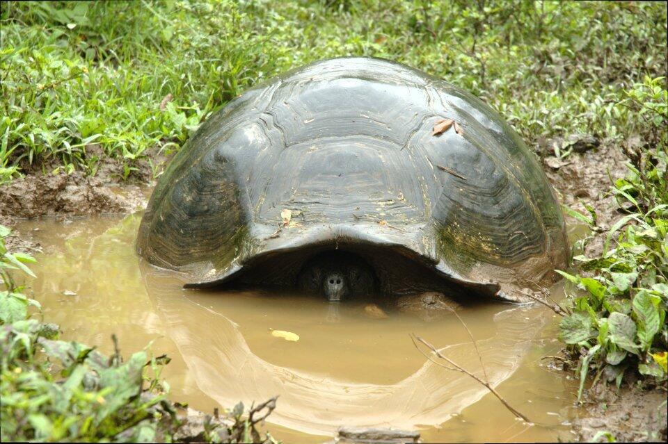 Large Galapagos tortoise in a puddle. The tortoise's head and legs are inside its shell and it is looking straight ahead.