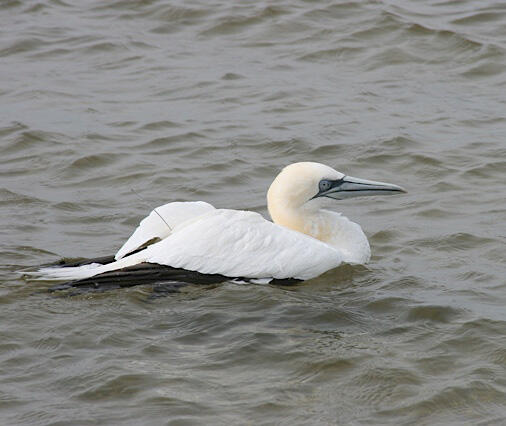 Northern Gannet (Morus bassanus)
