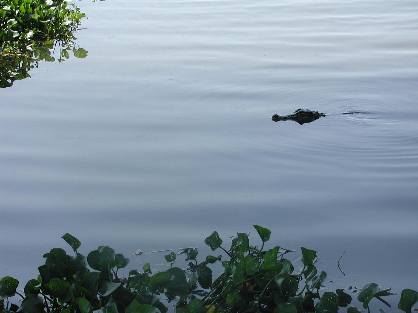 Alligator in Taylor Bayou, Texas