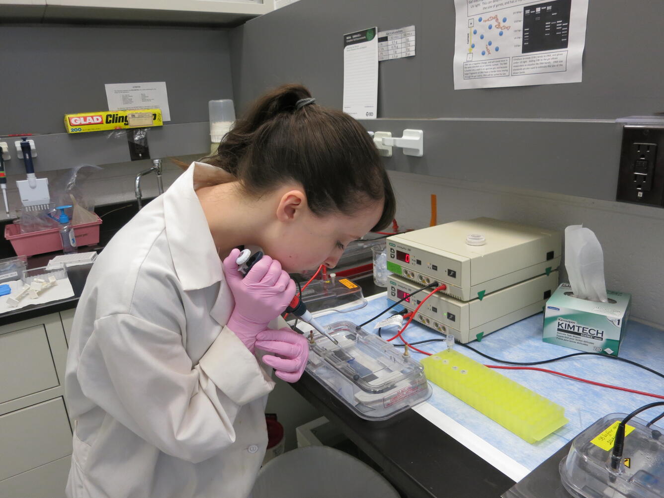 Reston Microbiology Laboratory employee conducting Gel Electrophoresis