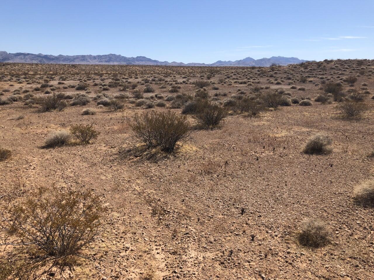 Desert shrubs