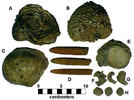 This is a photo of Common fossils from the Late Cretaceous (Maastrichtian) Navesink Formation.