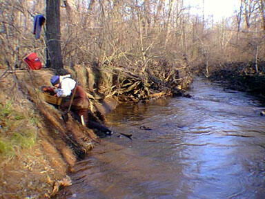 This is a photo of someone sieving for fossils from the stream gravel along the Shark River.