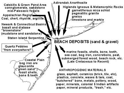 This is a image of types of materials found in wrackline deposits.