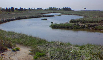 This is a photo of a tidal creek and salt marsh.