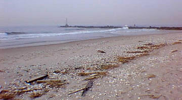 This is a photo of a wrack line formed on the beach at Breezy Point.