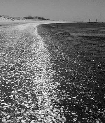 This is a photo of a wrack line of broken surf clam shells along mud flats exposed at low tide along Plumb Beach in Brooklyn.