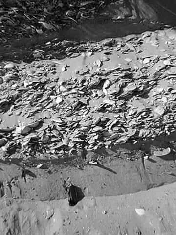 This is a photo of shell hash accumulations exposed high in the shore dunes at Plumb Beach.