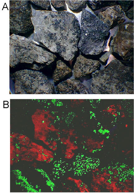 This is a photo of common minerals of the Franklin mineral district: franklinite (black), willemnite (green), & calcite (red).