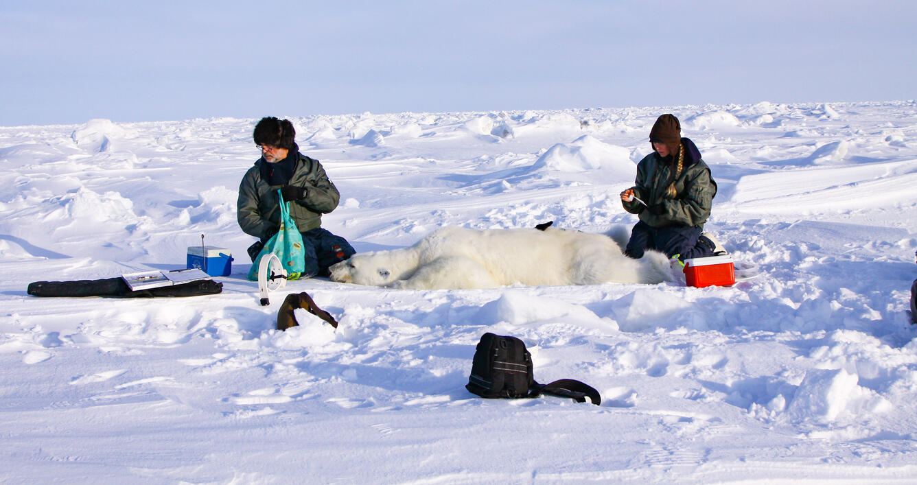 George Durner and Jennifer Wiley working on an anesthetized polar bear