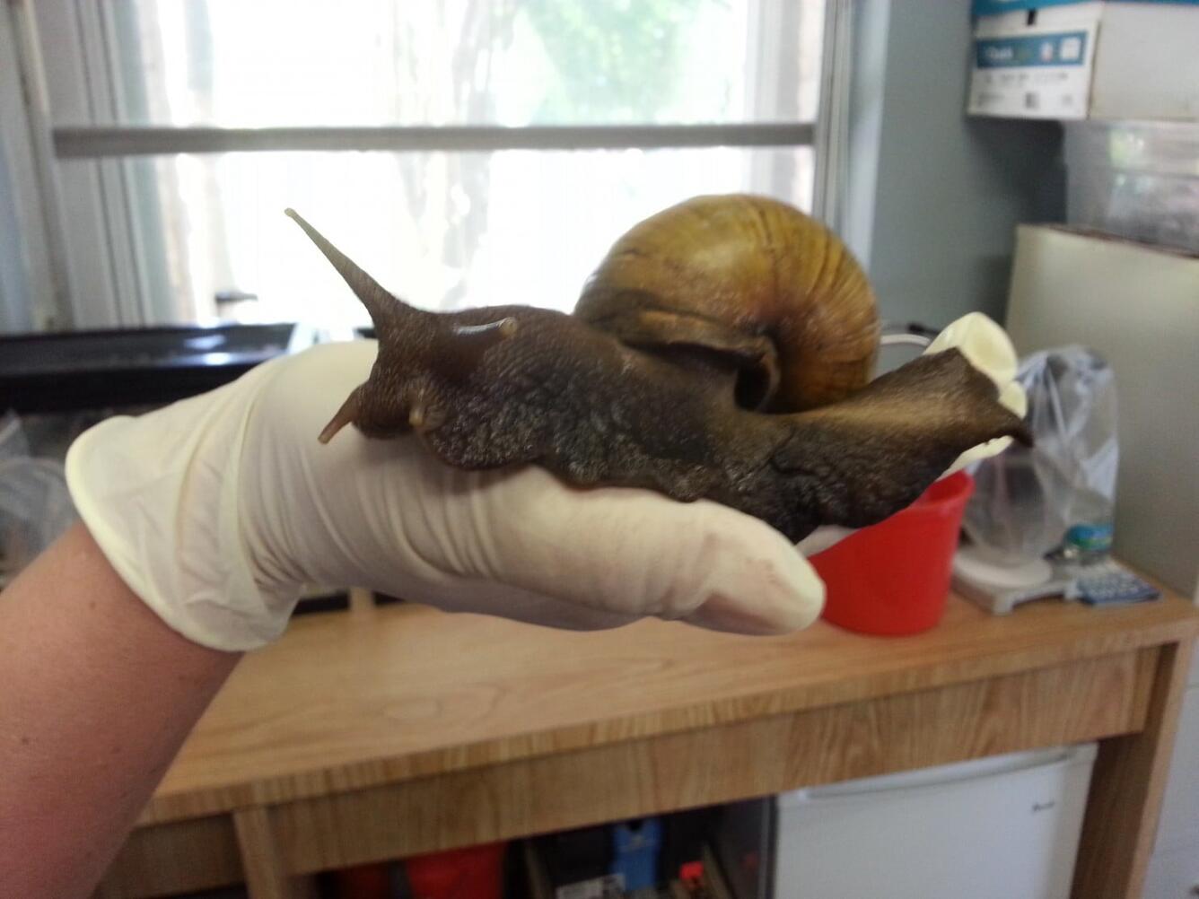 Giant African Land Snail