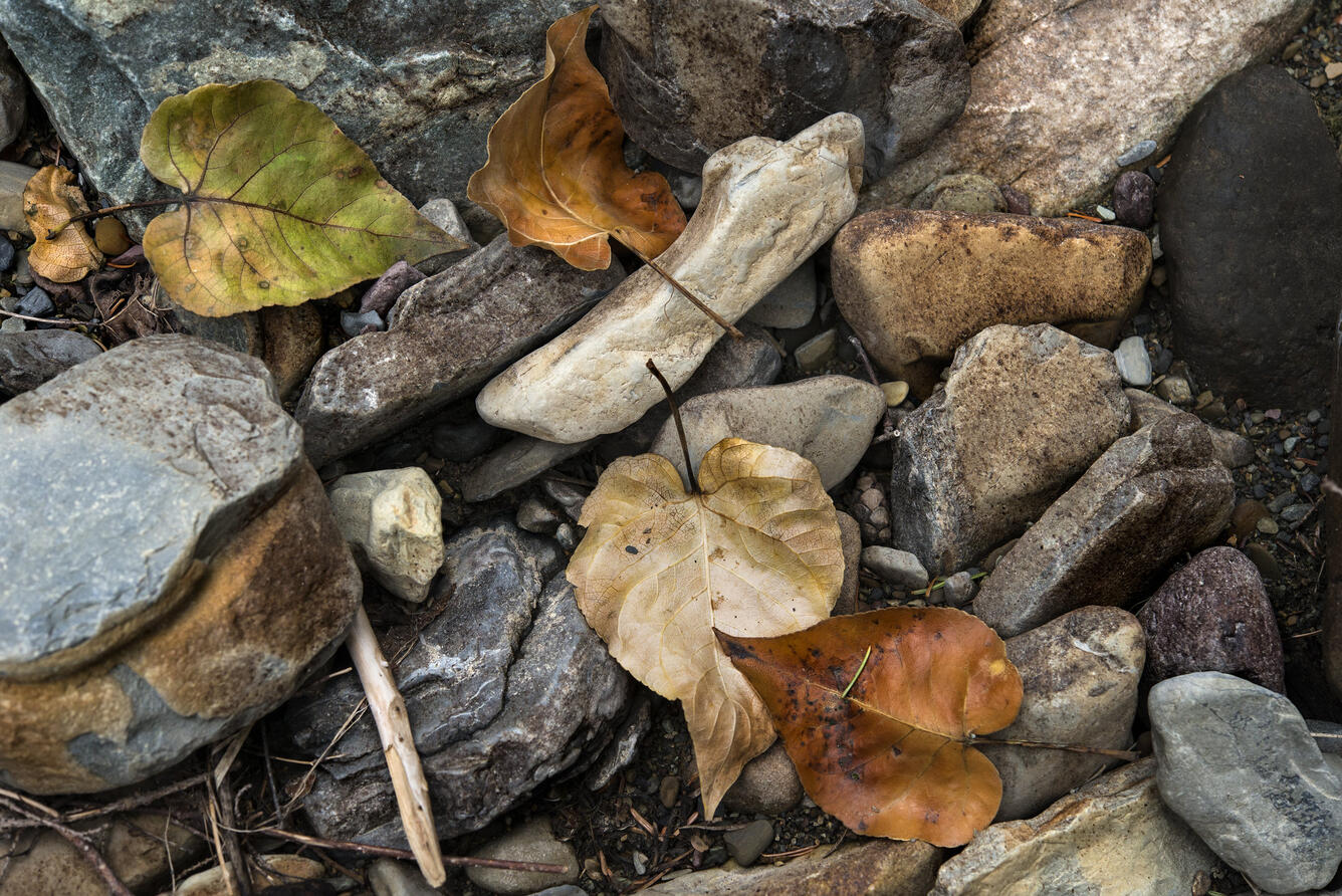 Fall leaves at Logan Creek (Glacier National Park)